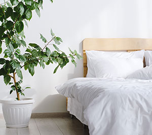 Made white bedding near plant