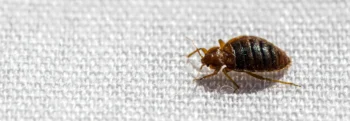 Bed Bug Exterminators - Inspect-All Services in Atlanta, GA