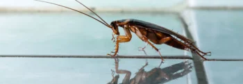 Cockroach Exterminators - Inspect-All Services Pest Control in Atlanta, GA