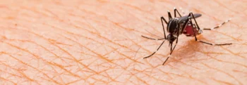 Mosquito Exterminators - Inspect-All Services Pest Control in Atlanta, GA