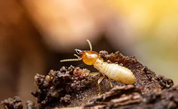 Termite closeup - Remove termites with Inspect-All Services in Atlanta, GA