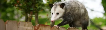 Possum waling along the top of a fence - Inspect-All Services Pest Control in Atlanta, GA