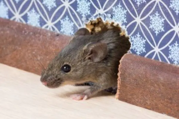 Rodent Exclusion from Inspect-All Pest Services in Atlanta, GA