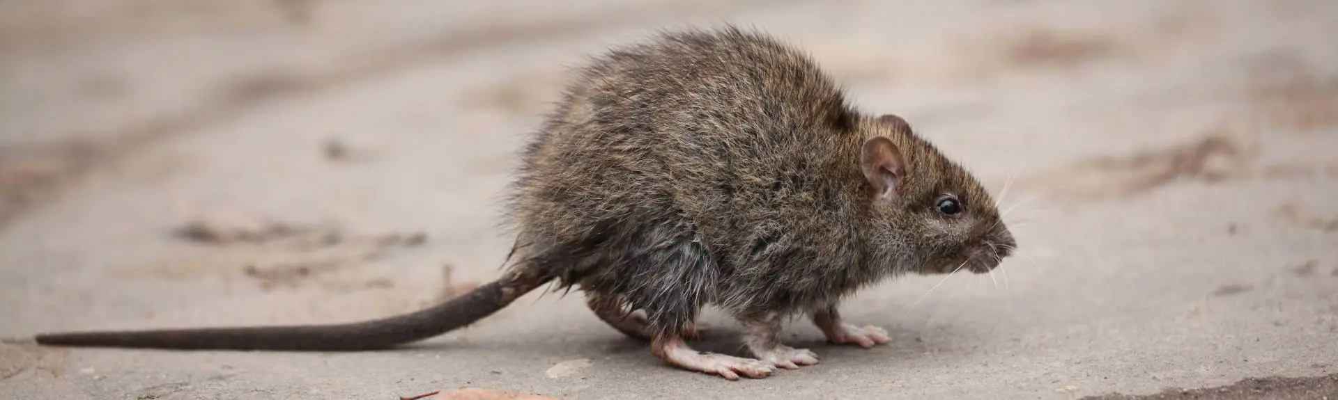 An image of a large brown rat on a sidewalk.