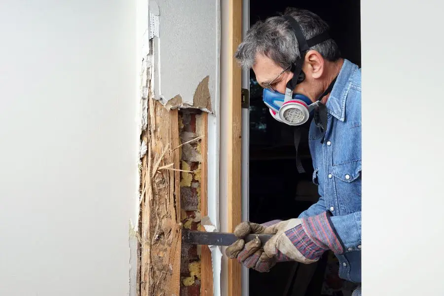 Pest technician inspecting a wall with extensive wood damage