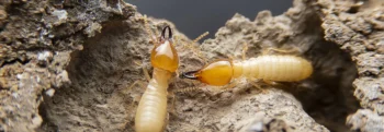Termite Exterminators - Inspect-All Services Pest Control in Atlanta, GA