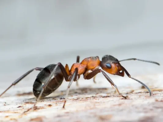 Closeup of an ant- stop ants from invading your home with Inspect-All Services in Atlanta, GA