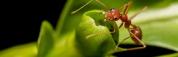 Ant Exterminators - Inspect-All Services Pest Control in Atlanta, GA