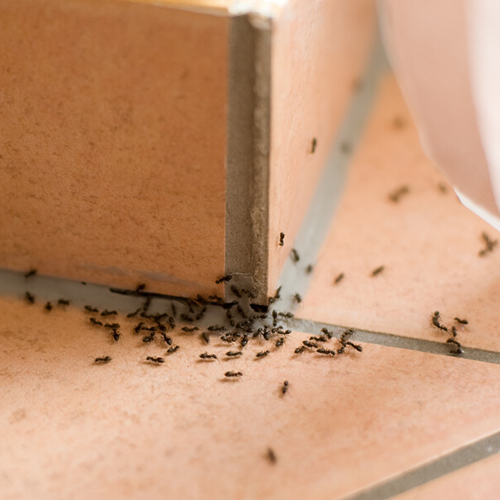Ants crawling over a tiled floor | Inspect-All serving Serving Lawrenceville, GA