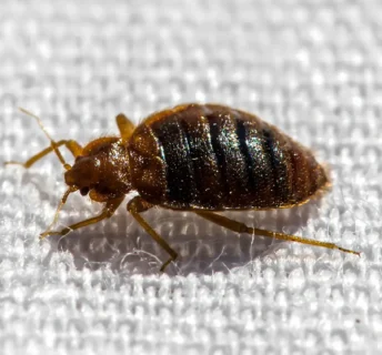 Bed Bug Exterminators - Inspect-All Services in Atlanta, GA