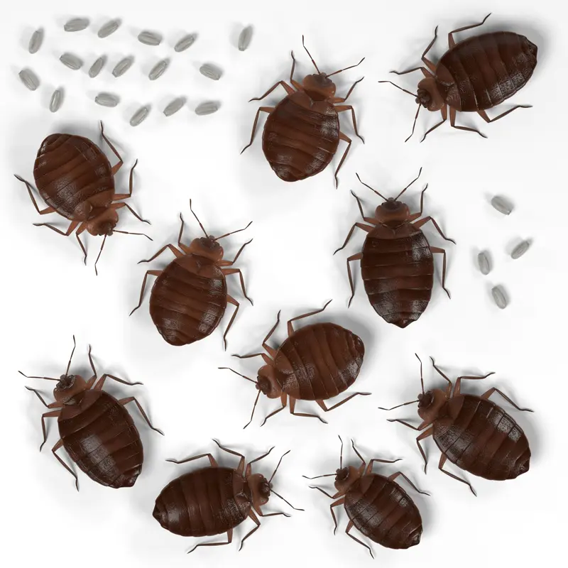 Graphic of bed bugs - stop bed bugs from entering your bedroom with Inspect-All Services Pest Control in Atlanta, GA