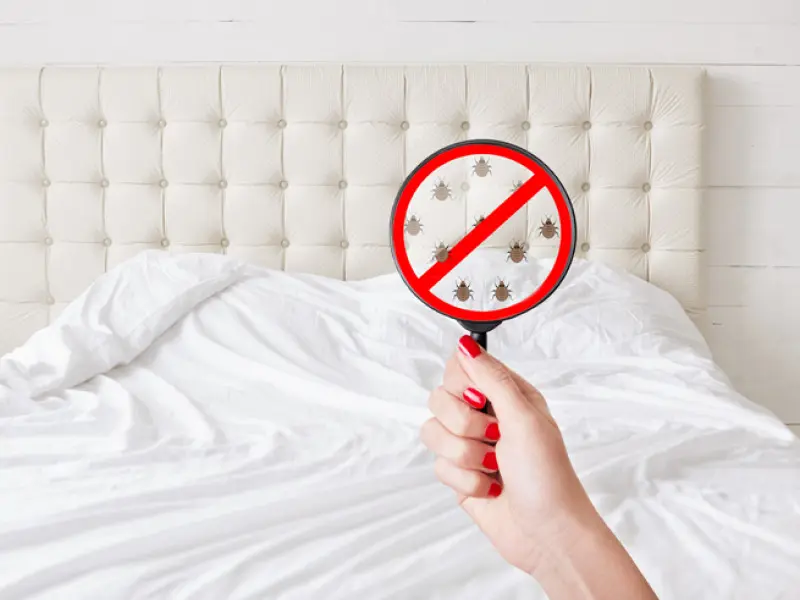 Magnifying glass over bed bugs on a bed - get rid of bed bugs with Inspect-All Services Pest Control in Atlanta, GA
