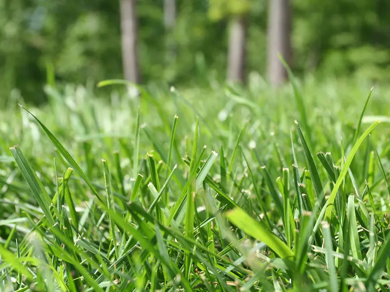 Benefits Of Growing Bermuda Grass Inspect All Pest Services Pest Control And Exterminators