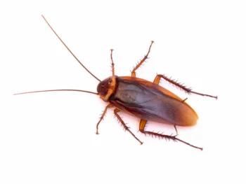 A closeup of a cockroach with a white background - prevent cockroaches from invading your home with Inspect-All Services Pest Control in Atlanta, GA