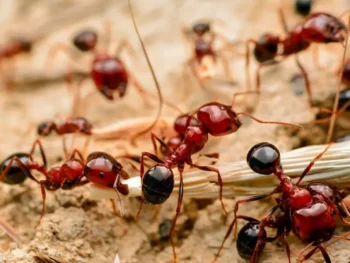 Fire ants pulling food to their nest - Stop ants from taking over your backyard with Inspect-All Services Pest Control in Atlanta, GA