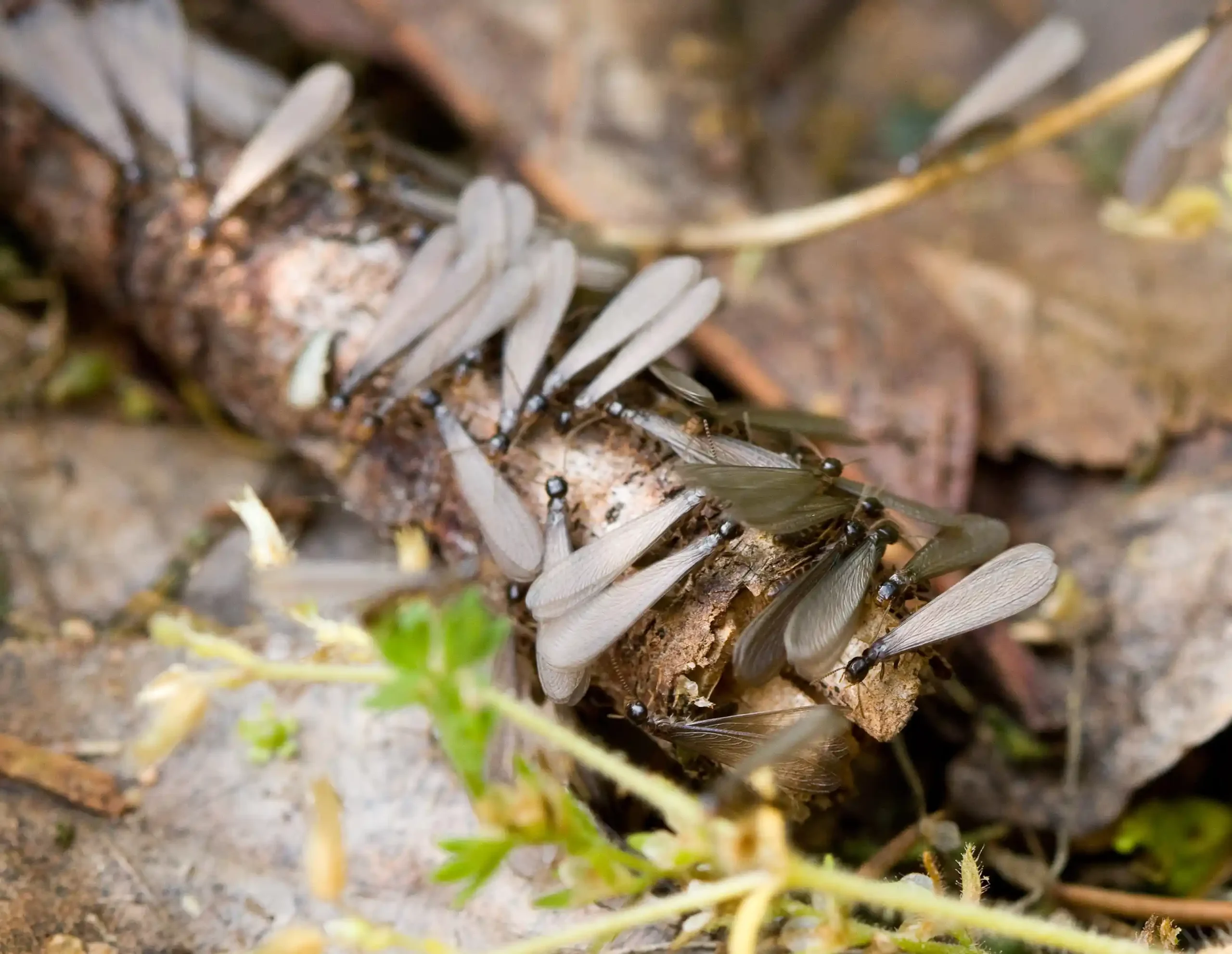 Flying termites gathered on a wooden log outdoors