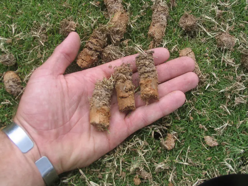 A hand holding aerated grass plugs - Inspect-All Services in Atlanta, GA