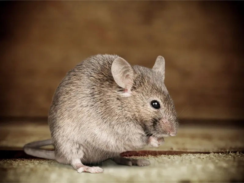 Gray mouse nibbling on a crumb - Keep your home clear of rodents and mice with Inspect-All Services Pest Control in Atlanta, GA