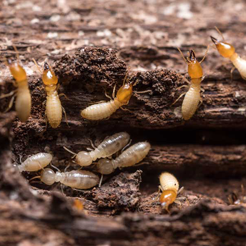 Closeup of termites crawling over damaged wood | Inspect-All serving Serving Lawrenceville, GA