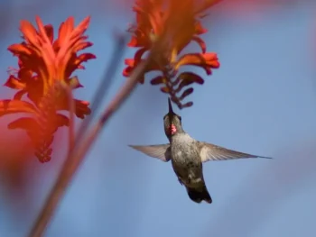 Hummingbird in flight - Inspect-All Services Pest Control in Atlanta, GA