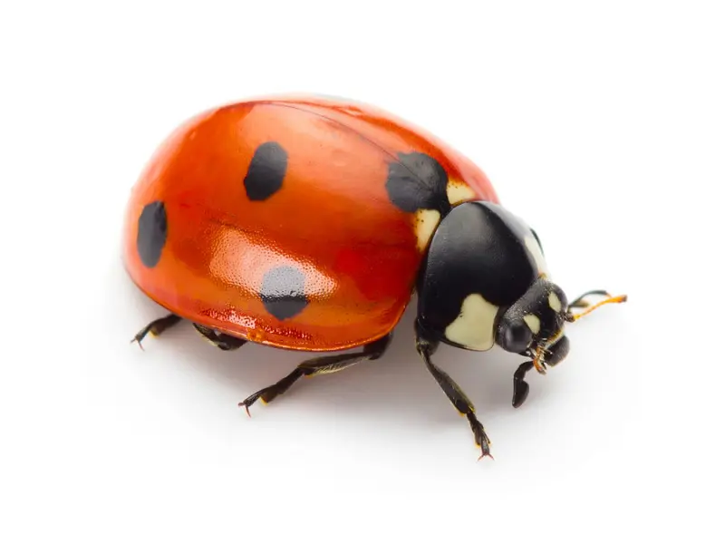 Closeup of a ladybug with a white background - don't let ladybugs invade during the winter with Inspect-All Services Pest Control in Atlanta, GA