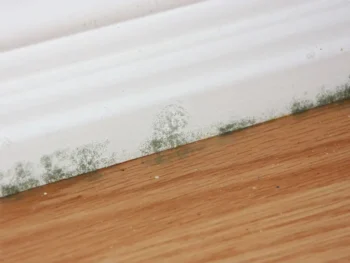 Mold on the floor edging in a room - Inspect-All Services in Atlanta, GA