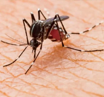 Mosquito Exterminators - Inspect-All Services Pest Control in Atlanta, GA
