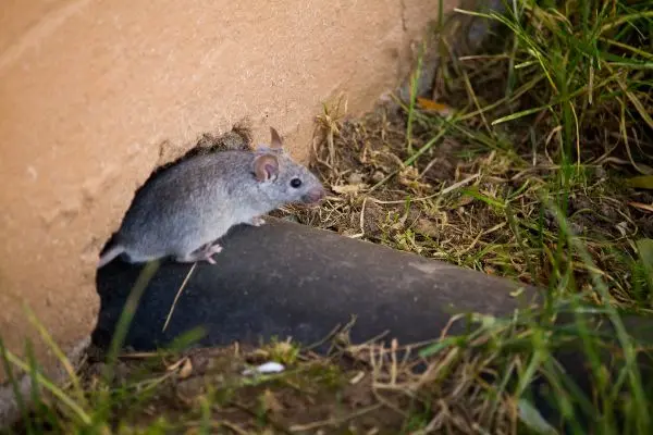 Mice Versus Rats in Atlanta, GA