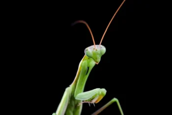 Praying mantis closeup with black background - don't let pests take over your yard with Inspect-All Services Pest Control in Atlanta, GA