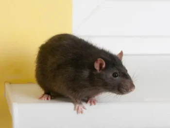 A rat perched on a shelf - Don't let rats infest your house with Inspect-All Services Pest Control in Atlanta, GA