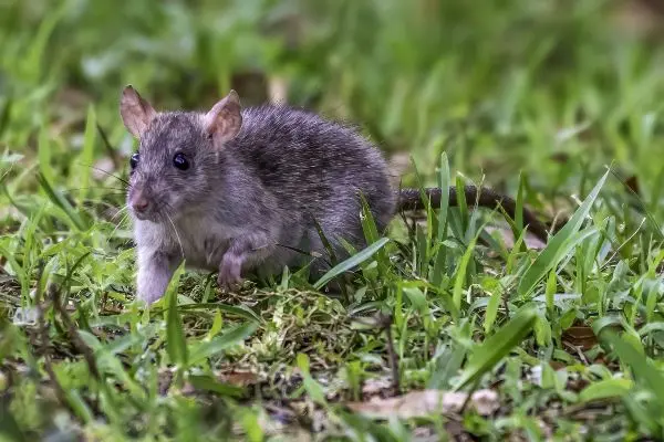 How to Keep Rats Out of Your Yard in Atlanta, GA