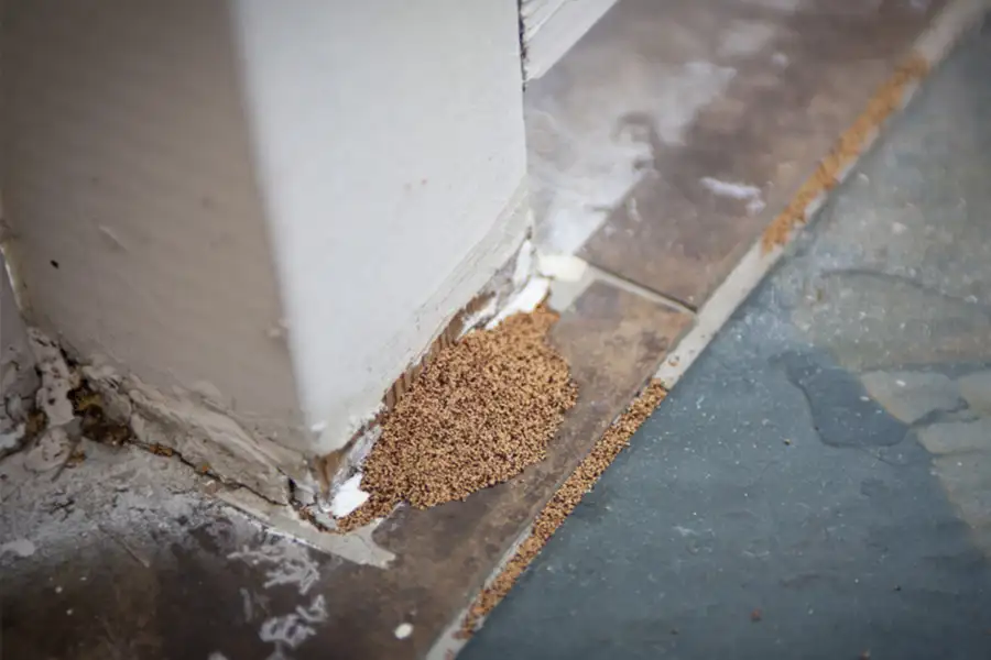 Saw dust pile at the base of a column indoors