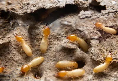 Termite Bonds in your area