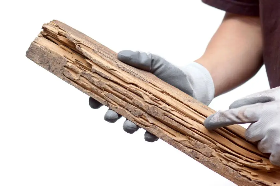 person pointing to a piece of wood with visible termite tunnels running throughout