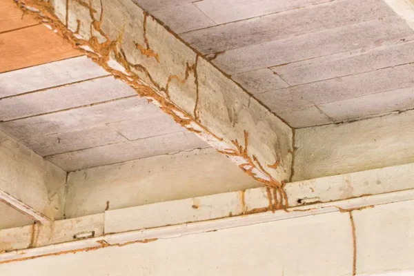 Termite mud tubes running along the beams of an outdoor ceiling.