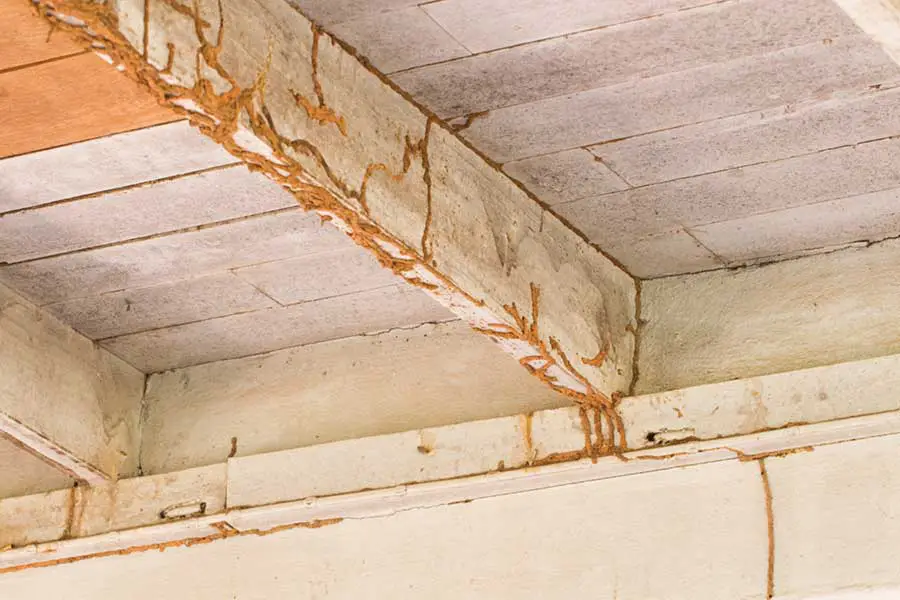 Termite mud tubes running along the beams of an outdoor ceiling.