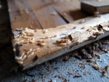 Termites crawling over damaged wood - don't let termites destroy your home with Inspect-All Services Pest Control in Atlanta, GA