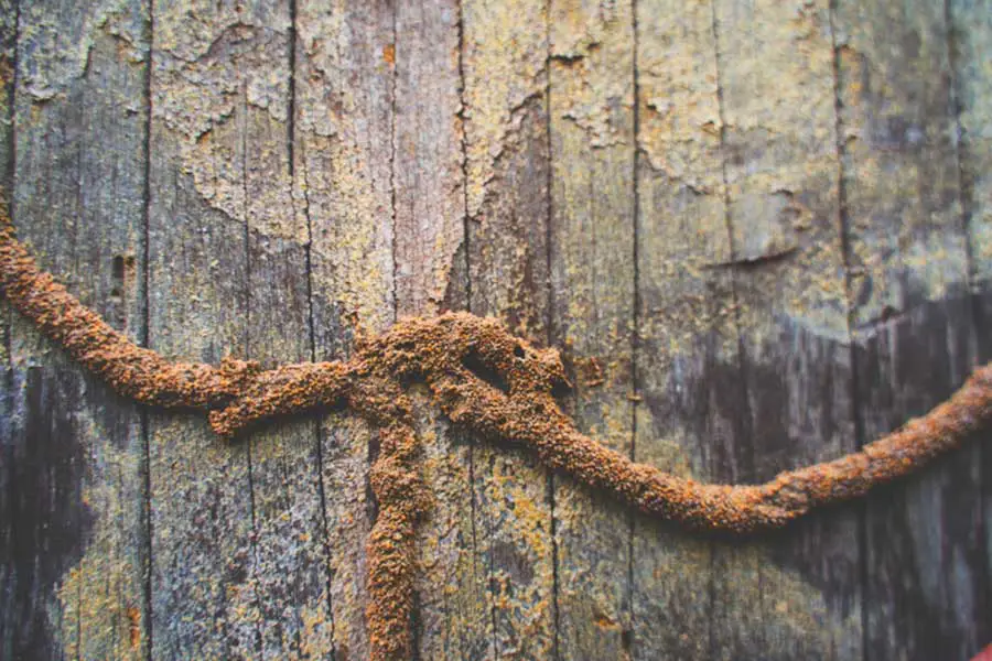Termite mud tubes extending along a wooden surface