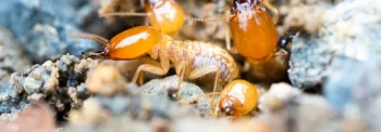 Termite exterminators - Inspect-All Services in Atlanta, GA