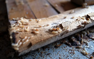 termites on wood with Inspect-All Services Pest Control in Atlanta, GA