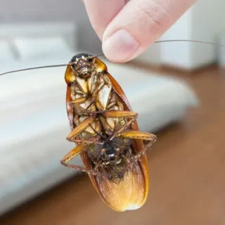 Hand holding a cockroach up by it's antenna - Stop cockroaches from taking over with Inspect-All Services Pest Control in Atlanta, GA