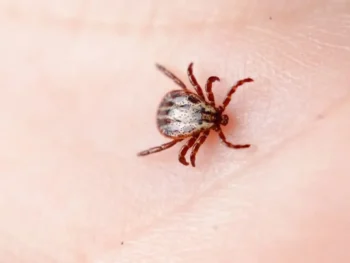 Closeup of a tick on a person's hand - Keep your family free of ticks with Inspect-All Services in Atlanta, GA