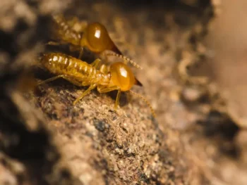 Two termites crawling next to each other - stop termites from destroying your foundation with Inspect-All Services Pest Control in Atlanta, GA