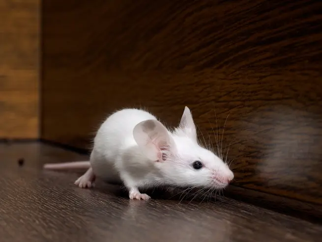 A white mouse running through a hallway - Stop mice from entering your home with Inspect-All Services Pest Control in Atlanta, GA